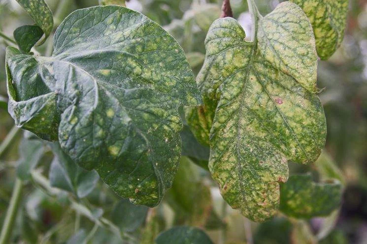 ACARI O RAGNETTI CHE INFESTANO LE PIANTE IN ORTI E GIARDINI