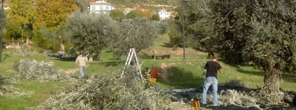 RACCOLTA, POTATURA E TRATTAMENTI  PER L'OLIVO 